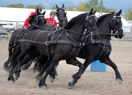 Ideal Marathon Harness