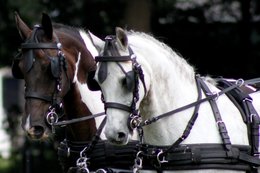 Ideal LeatherTech Tuig