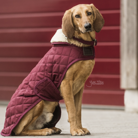Kentucky Dog coat