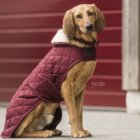 Kentucky This outstanding Waterproof Dog Coat offers every dog a dry, warm rug during the cold, wet winter days.