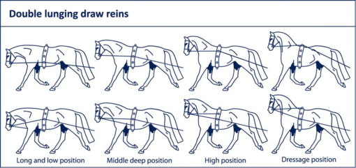 Ideal Double lunging line