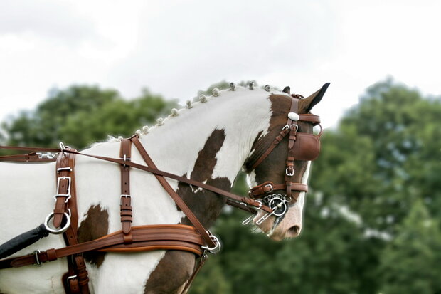 Ideal Leathertech Single Harness 