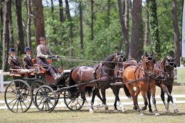 Ideal LeatherTech Vierspan Tuig