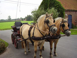 Ideal Webtech Pairs Harness 